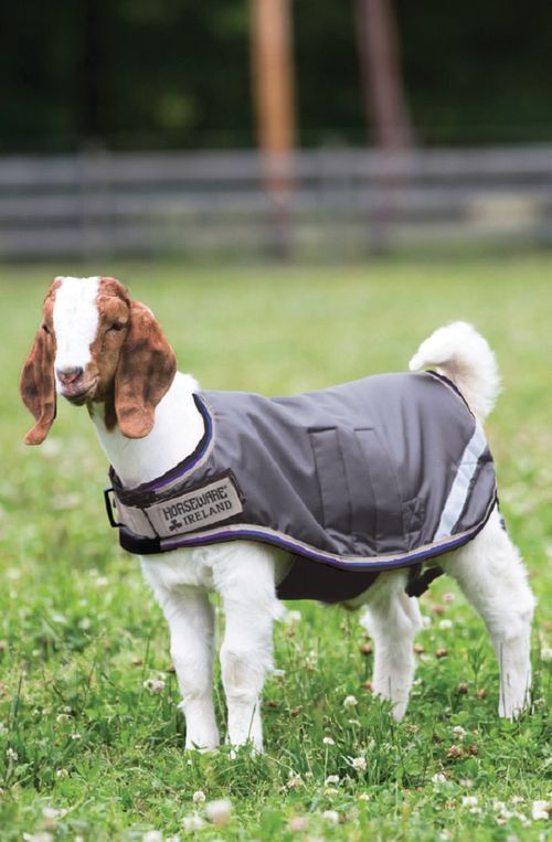 SALE RACK: Horseware Goat Rug 100g - X Small - Excalibur/Silver/Strong Blue/Black