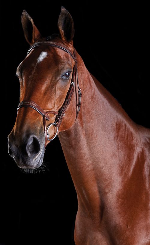 OVERSTOCK: Collegiate Comfitec Fancy Stitch Bridle - Large Horse - Brown