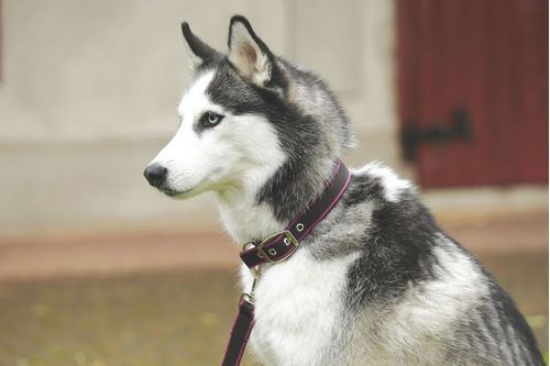 READY TO SHIP: Amigo Dog Collar - Small - Chocolate/Chocolate/Raspberry