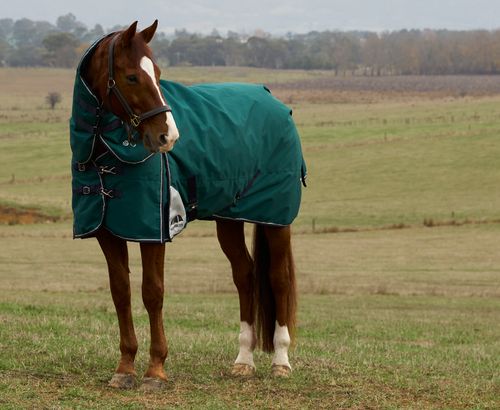 Weatherbeeta Comfitec Plus Dynamic Turnout Detach-A-Neck 100G - Forest Green/Navy