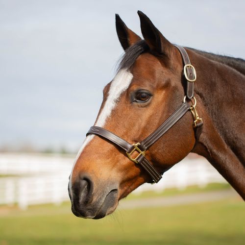 SALE RACK: Equinavia Valkyrie Classic Leather Halter - Horse - Chocolate Brown
