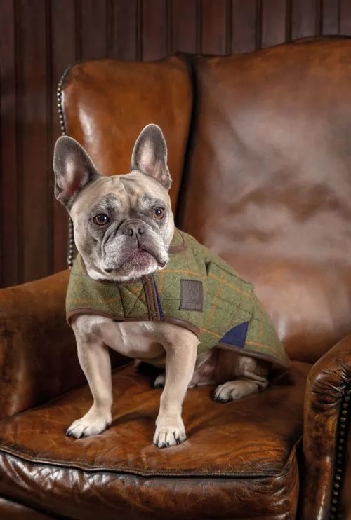 BARN BUSTER: Digby & Fox Tweed Dog Coat - Medium - Red/Yellow/Blue Check