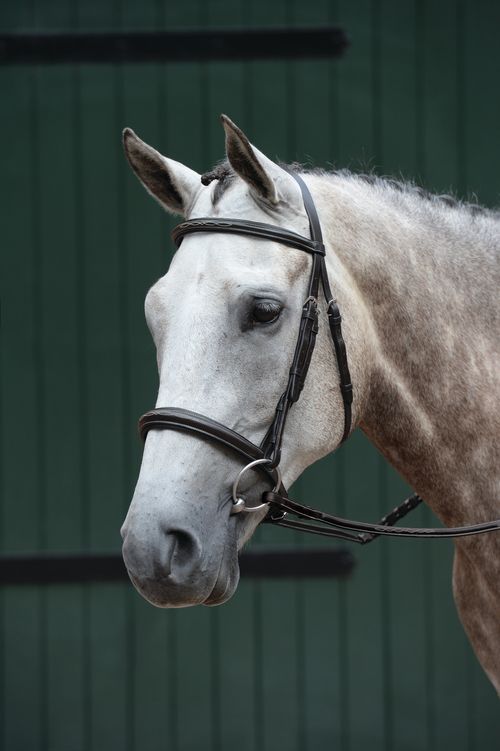 BARN BUSTER: Collegiate Essential Padded Raised Fancy Stitched Cavesson Bridle - Full - Brown
