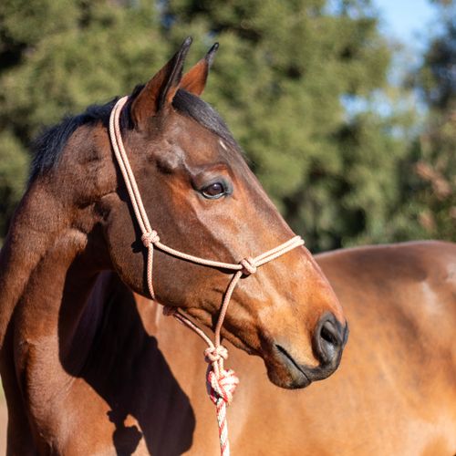 Shires ARMA Rope Halter & Lead Set - Tan/Red