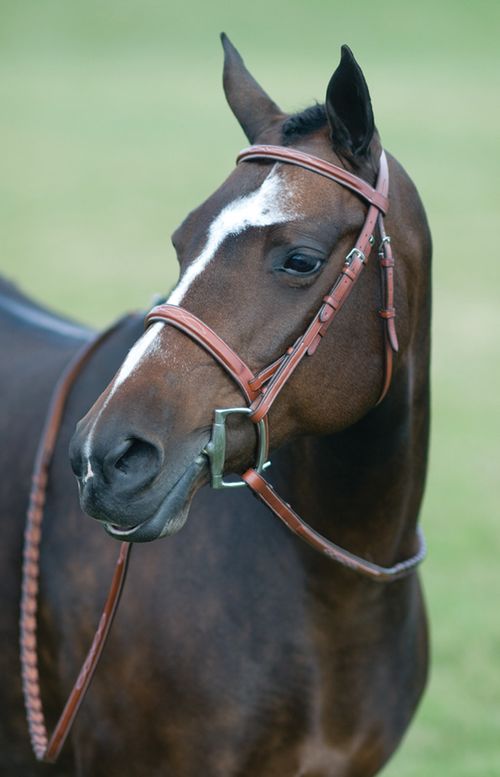 SALE RACK: Pessoa Rodrigo Fancy Wide Show Bridle - Pony - Dark Brown