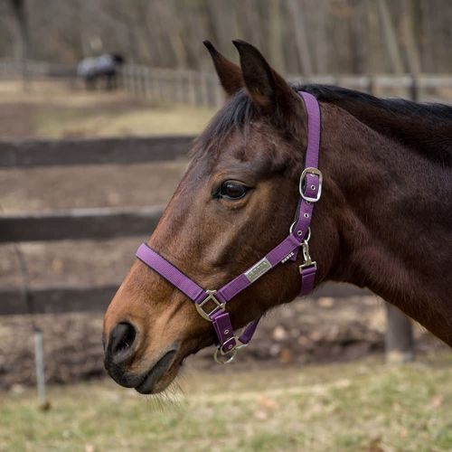 OVERSTOCK: Lettia EquiFine Halter - Horse - Aubergine