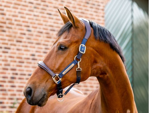 BARN BUSTER: Horseware Signature Competition Halter - Horse - Brown/Navy