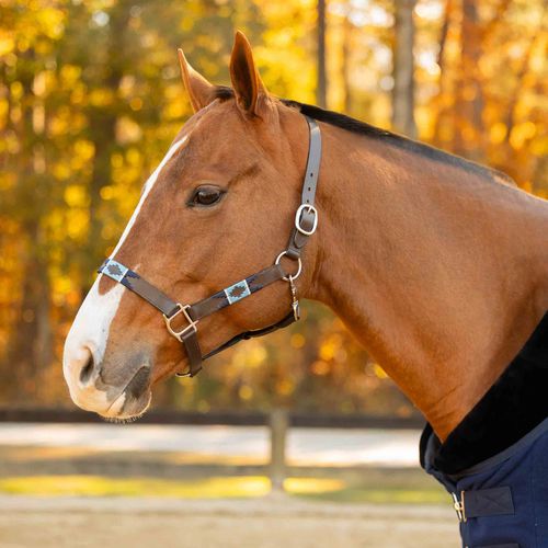 Equinavia Siri Polo Leather Halter - Chestnut Brown/Lyons Blue/Glacier Blue