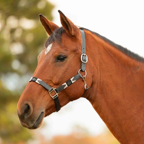 Equinavia Siri Polo Leather Halter - Black/Gray