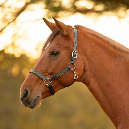 Equinavia Siri Polo Leather Halter - Black/Thyme