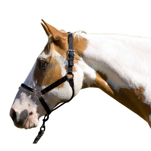 OVERSTOCK: Blocker Halter w/Cable Reinforced Crown and Rubber Nose - Yearling - Black