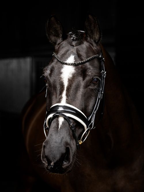 LeMieux Kudos Patent Rolled Dressage Bridle - Black/White