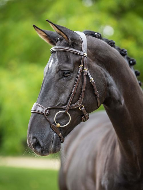 LeMieux Kudos Clear Arc Bridle - Havana/Brass