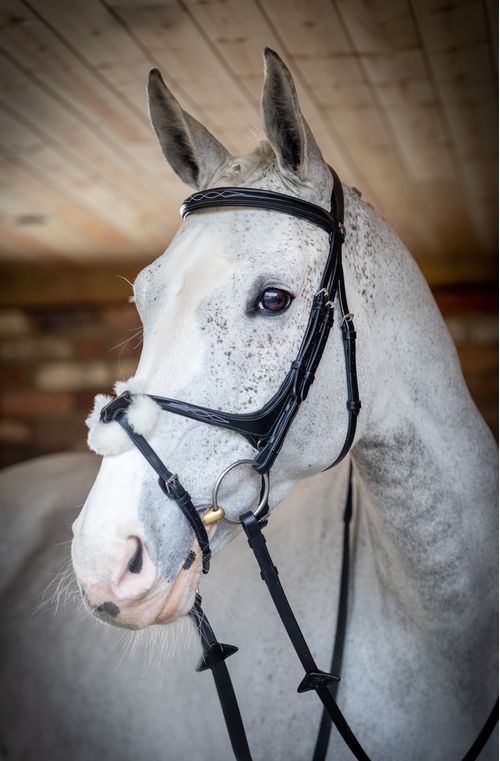 LeMieux Kudos Grackle Bridle - Black