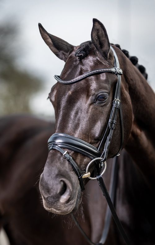 LeMieux Kudos Classic Dressage Bridle - Black