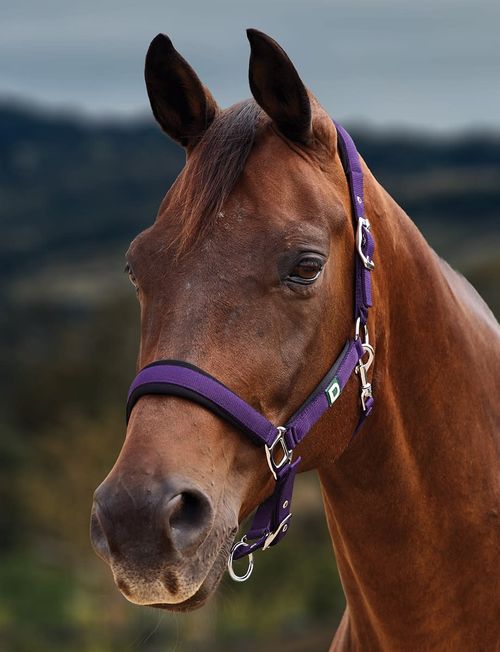 Dublin Neo Comfort Breakaway Headcollar - Purple