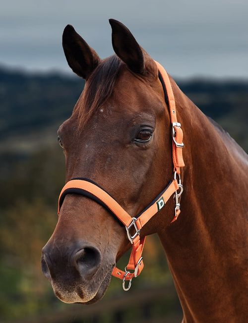 Dublin Neo Comfort Breakaway Headcollar - Orange
