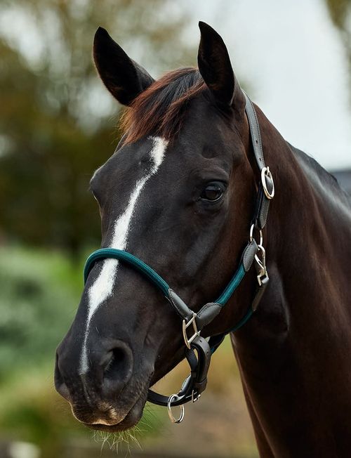 Dublin Leather Rope Headcollar - Hunter Green/Brown