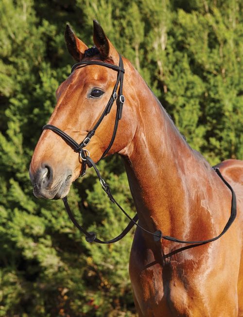 Dublin Bitless Bridle - Black