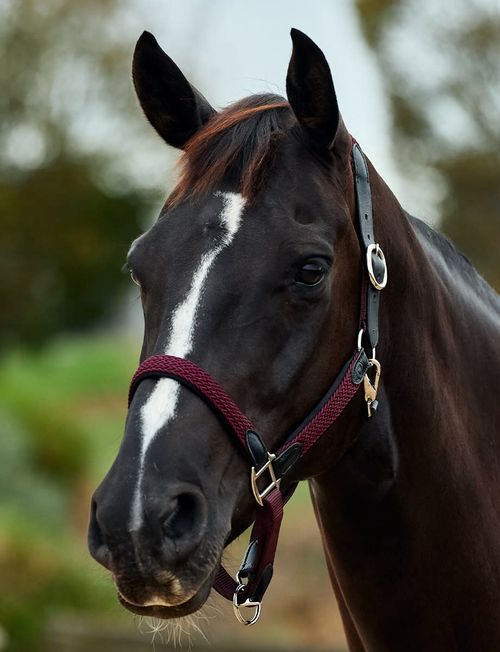 Dublin Braided Leather Headcollar - Burgundy