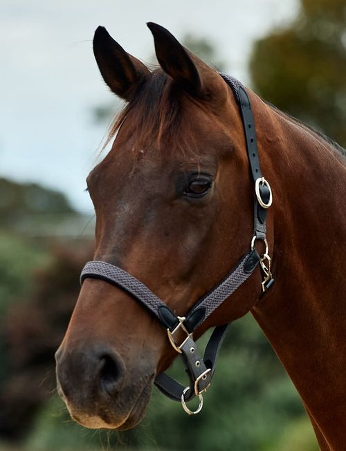 Dublin Braided Leather Headcollar - Charcoal