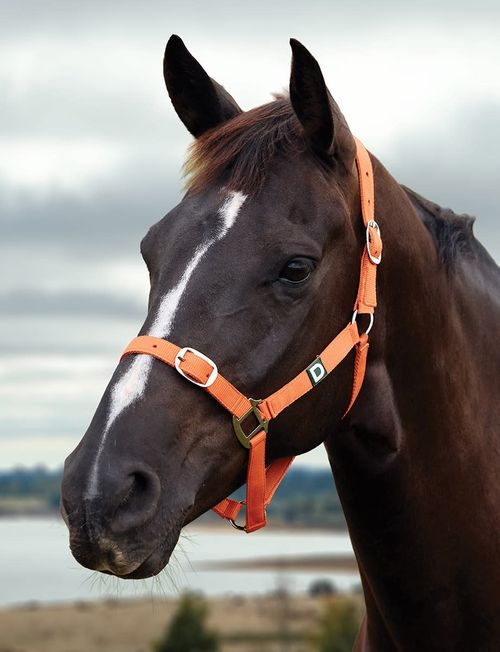 Dublin Everyday Breakaway Halter - Orange