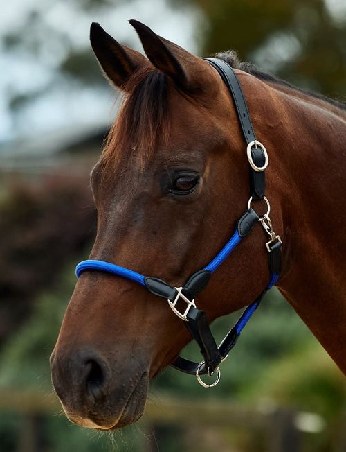 Dublin Leather Rope Headcollar - Cobalt/Black