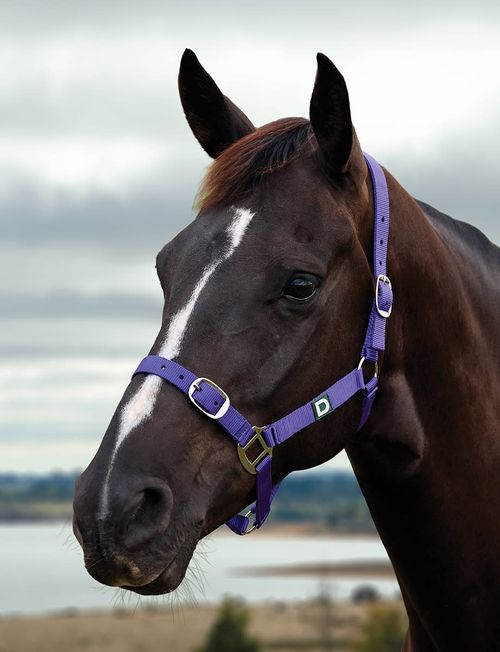 Dublin Everyday Breakaway Halter - Purple