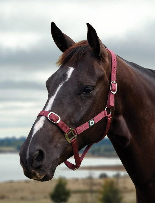 Dublin Everyday Breakaway Halter - Burgundy