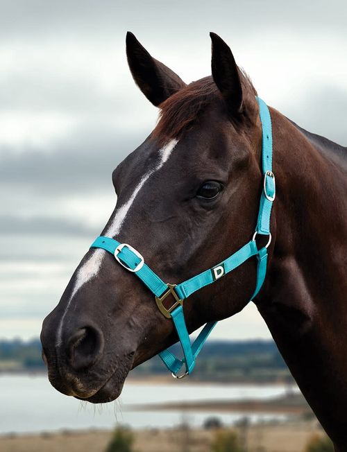 Dublin Everyday Breakaway Halter - Dark Turquoise