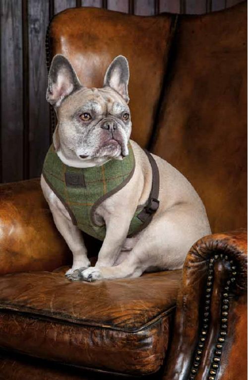 Digby & Fox Tweed Dog Harness - Red/Yellow/Blue