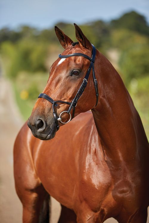 Collegiate Comfitec Training Bridle - Black