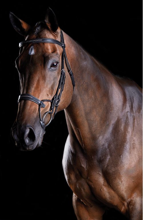 Collegiate Comfitec Fancy Stitch Bridle - Black