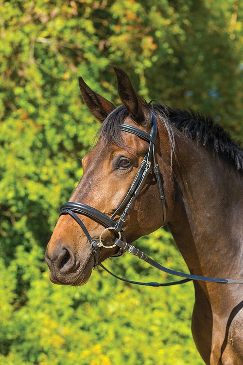 Shires Avignon Aspen Bridle - Black
