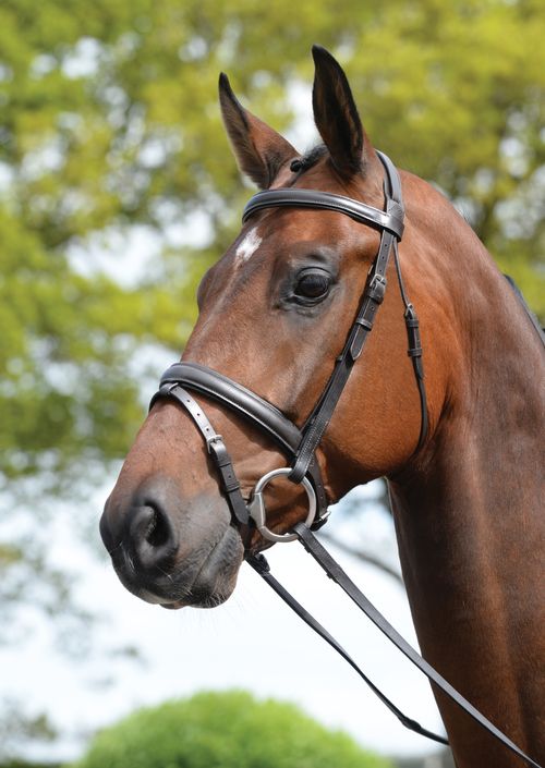 Kincade Padded Headpiece Flash Bridle - Brown