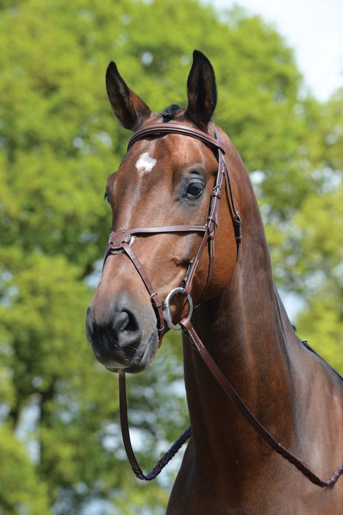 Kincade Padded Figure 8 Bridle - Brown