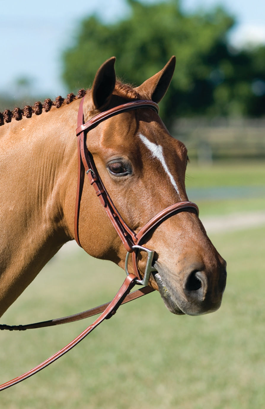 NEW Rodrigo Pessoa Fancy Raised Padded Bridle w/ Reins Medium Brown Horse 