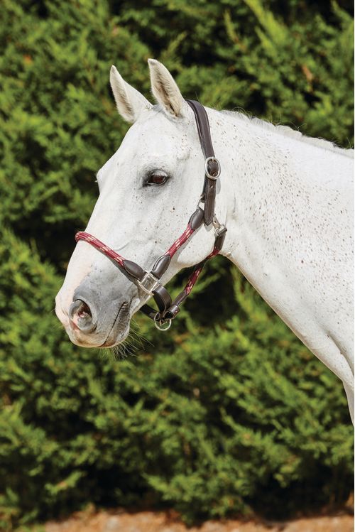 Kincade Leather Rope Headcollar - Burgundy/Brown