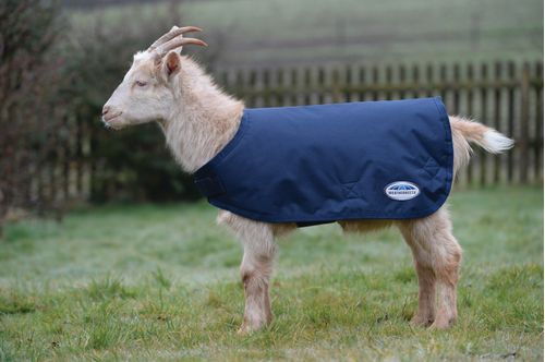 Weatherbeeta Goat Coat - Navy