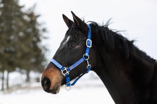 Kensington Premium Nylon Halter - Kentucky Blue