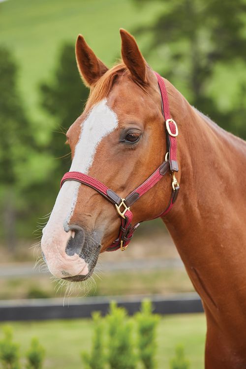 Kincade Braided Leather Breakaway Headcollar - Maroon