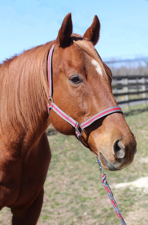 TuffRider Nylon Breakaway Halter & Lead Set - Grey/Red