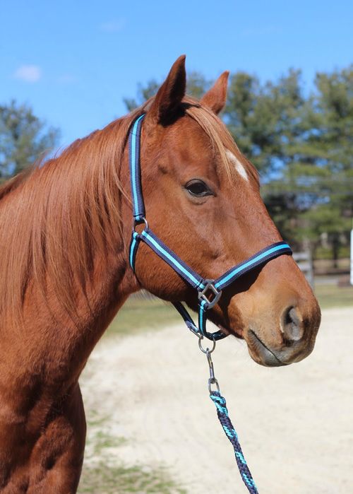 TuffRider Nylon Breakaway Halter & Lead Set - Navy/Neon Blue