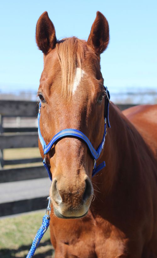 TuffRider Nylon Breakaway Halter & Lead Set - Neon Blue/Grey