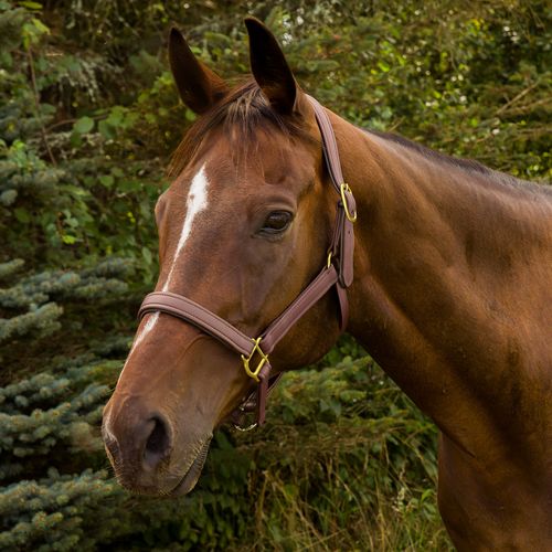 Henri de Rivel Vegan-X Leather Halter - Oakbark