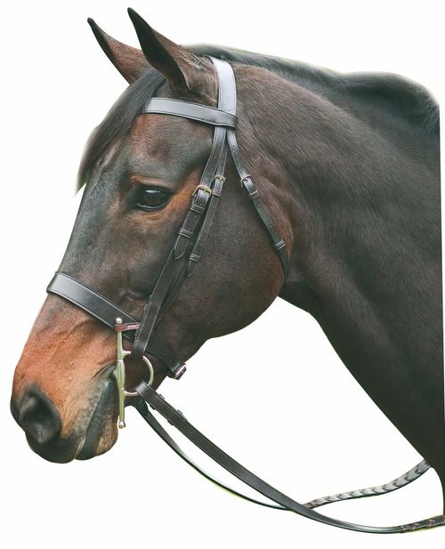 Henri de Rivel Advantage Hunt Bridle - Havana