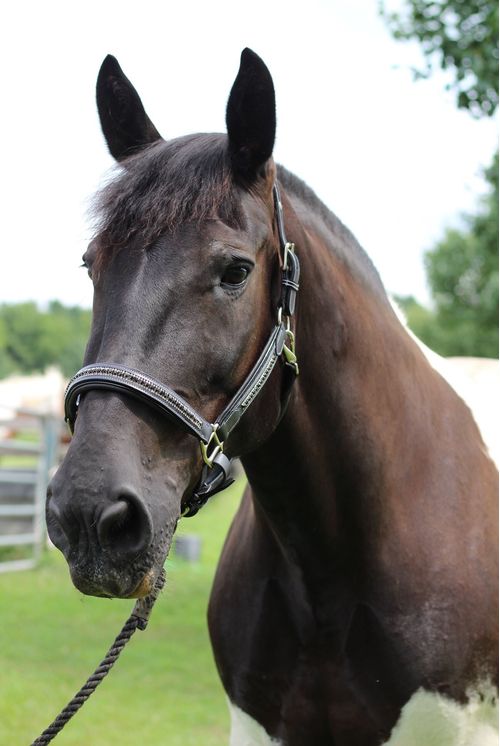 Henri de Rivel Padded Jewel Halter - Black/Black Crystal