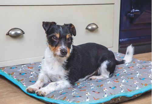 Digby & Fox Waterproof Dog Bed - Dogs