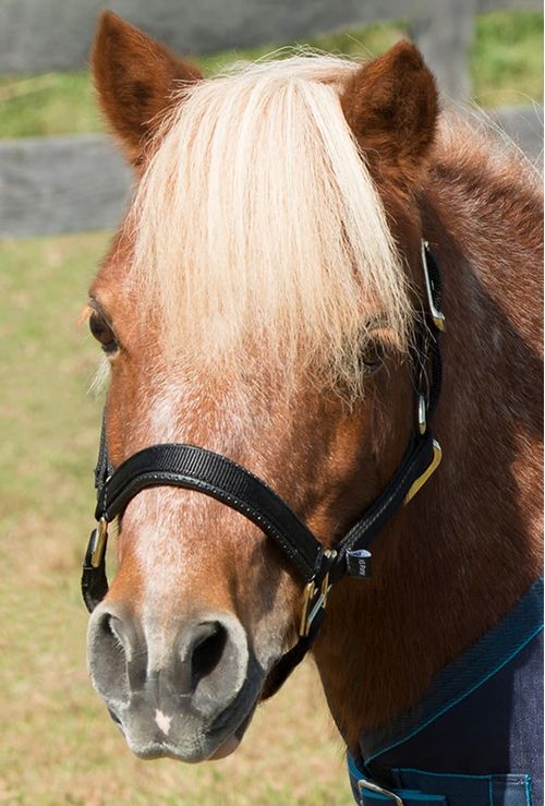 Shires Mini Topaz Halter - Black
