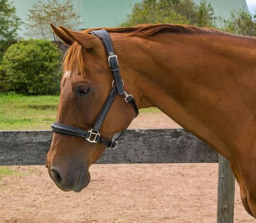 Henri de Rivel Stress Free Halter w/Fancy Contrast Stitching - Australian Nut